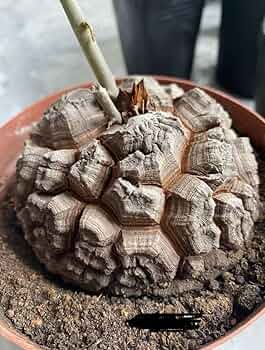 亀甲竜 アフリカ ディオスコレア エレファンティペス dioscorea ① 711+rJjskyL._AC_UF350,